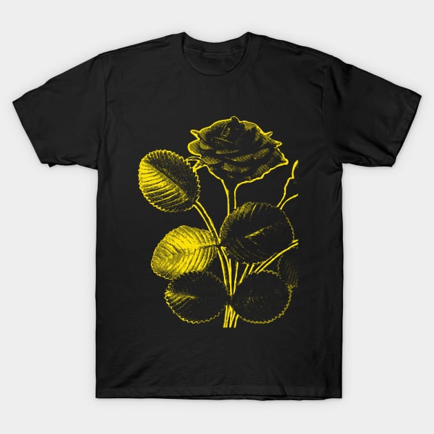 Rosa de Pelagio Black Rose Yellow Outline Image T-Shirt by pelagio